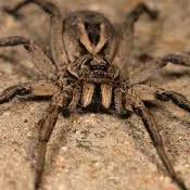 wolf spider